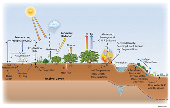 Key climatic and environmental controls on tundra shrub expansions. 